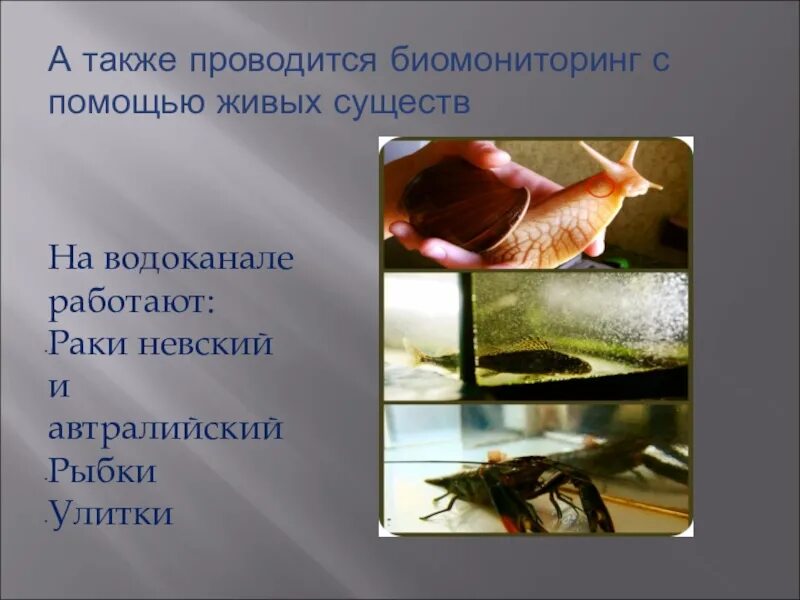 Также проводится. Биомониторинг воды рыбками. Рачок Невский рыба. Биомониторинг картинки. Биомониторинг воды рыбками в аквариуме.