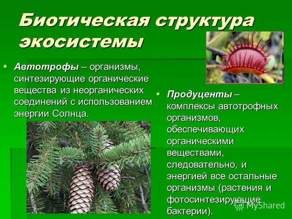Какую энергию используют автотрофы. Автотрофы это в биологии. Грибы автотрофы или гетеротрофы. Термин автотрофы. Типы питания организмов автотрофы.