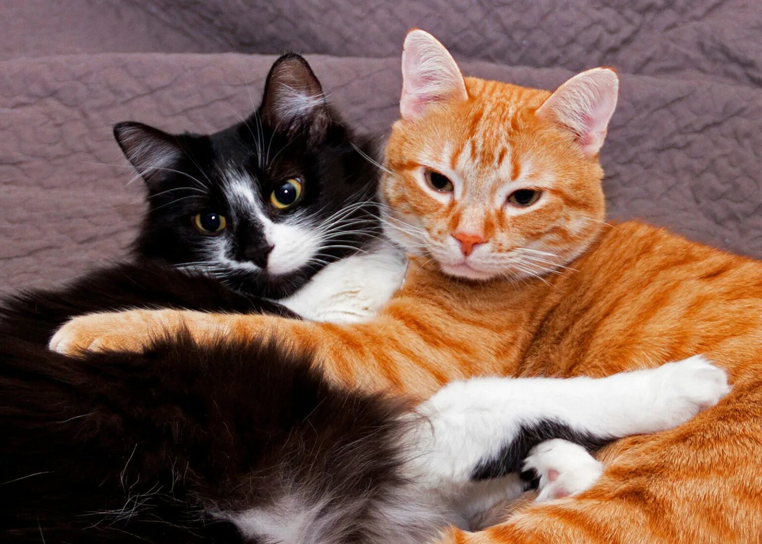 Два котика. Два кота. Кошки красивые две. Два котенка рыжий и белый. Как подружить кошек между собой