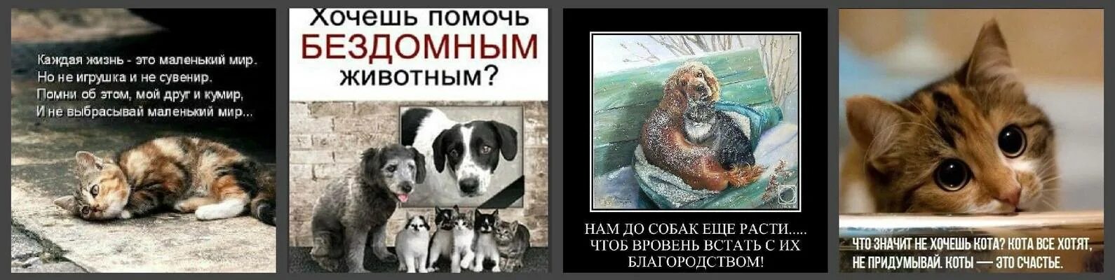 Хочу помочь бывшему. Призыв помогать бездомным животным. поможем бездомным животным. просьба о помощи бездомным животным. как помочь бездомным животным.