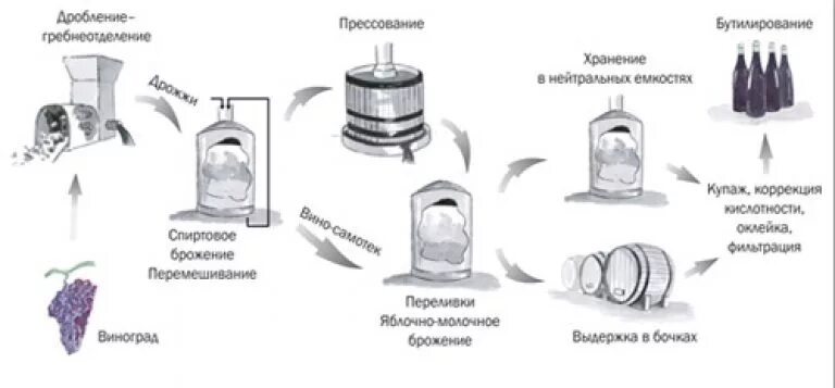 Схема производства виноградных вин. Производство вина технология схема. Технологическая схема производства вина из винограда. Схема производства красных вин. Производство красного вина