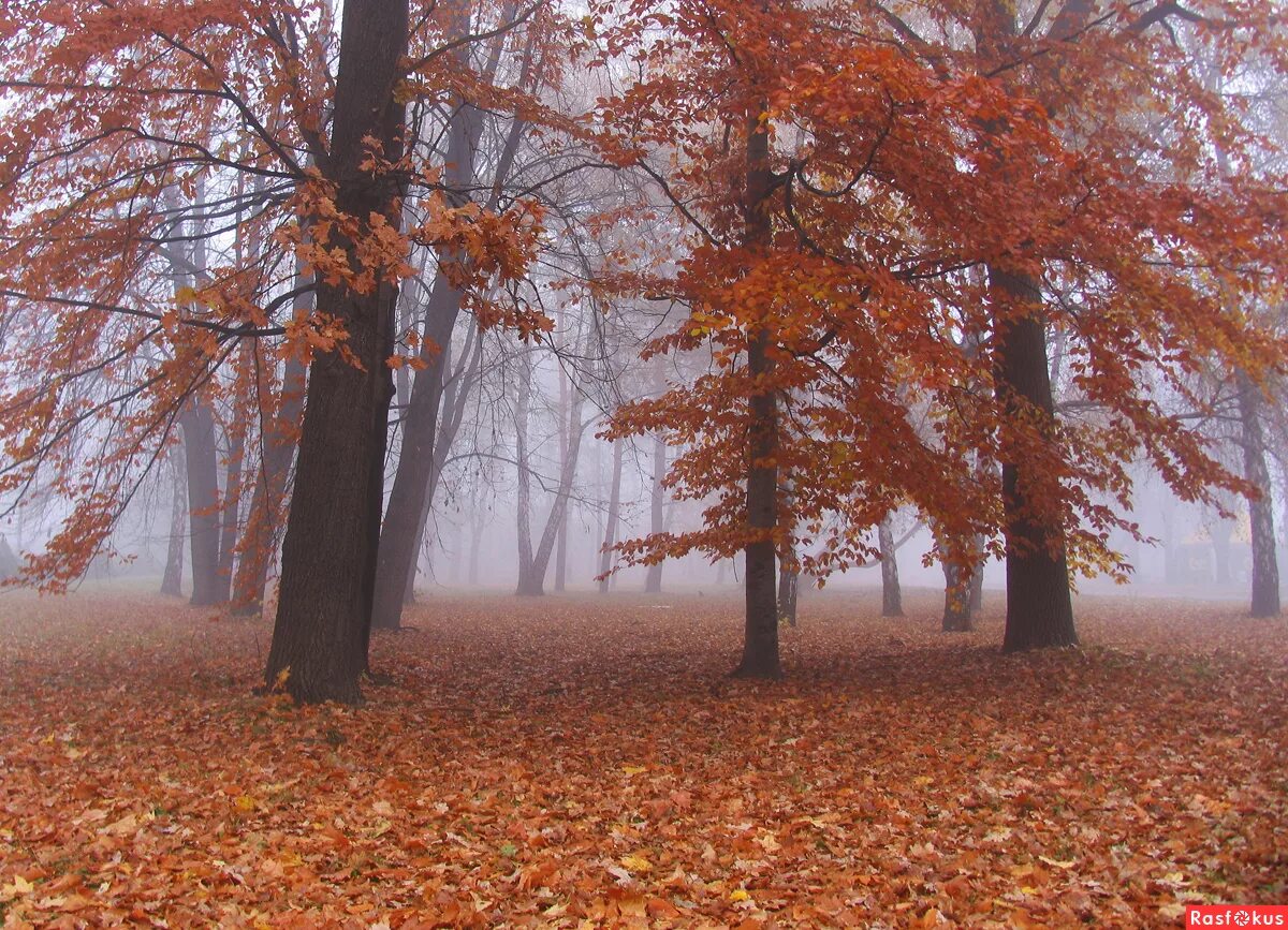 по осеннему шепчутся деревья. осень любовь. осенние листочки шепчут и рассказывают нам. по осеннему шепчутся деревья. дерево осина осенью.