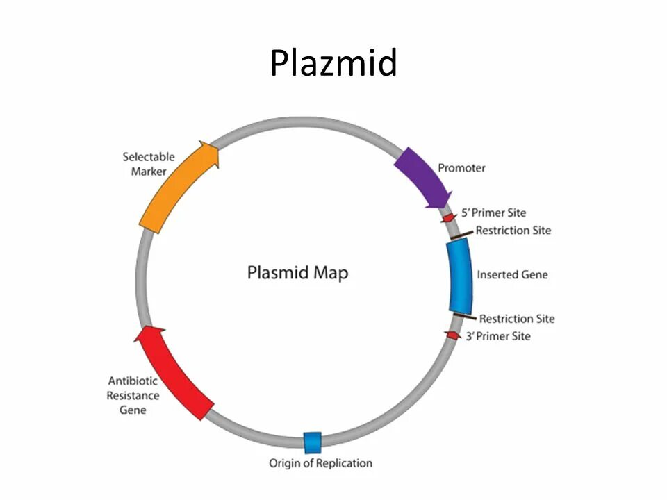 Кольцевые плазмиды. Строение плазмиды. Структура плазмиды. Строение плазмид. Плазмида строение.