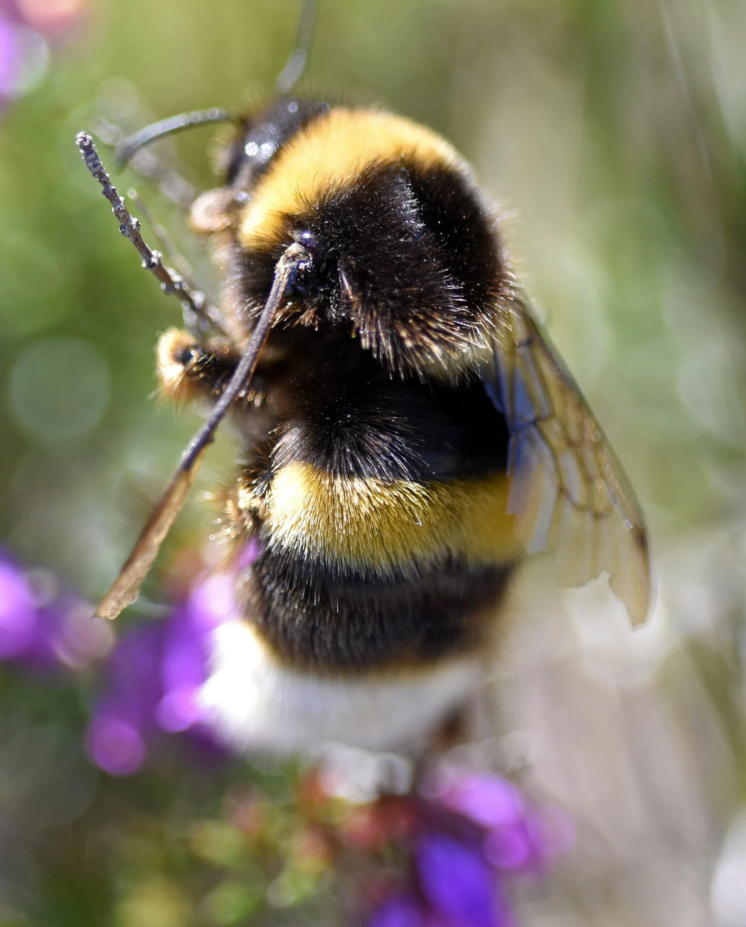 Шмель-отшельник bombus anachoreta. Шмель скромный bombus modestus eversmann, 1852. Звонкий шмель. Звонкий шмель. Мулле мек и буффа.