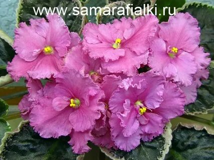 Фиалки гламурная дева