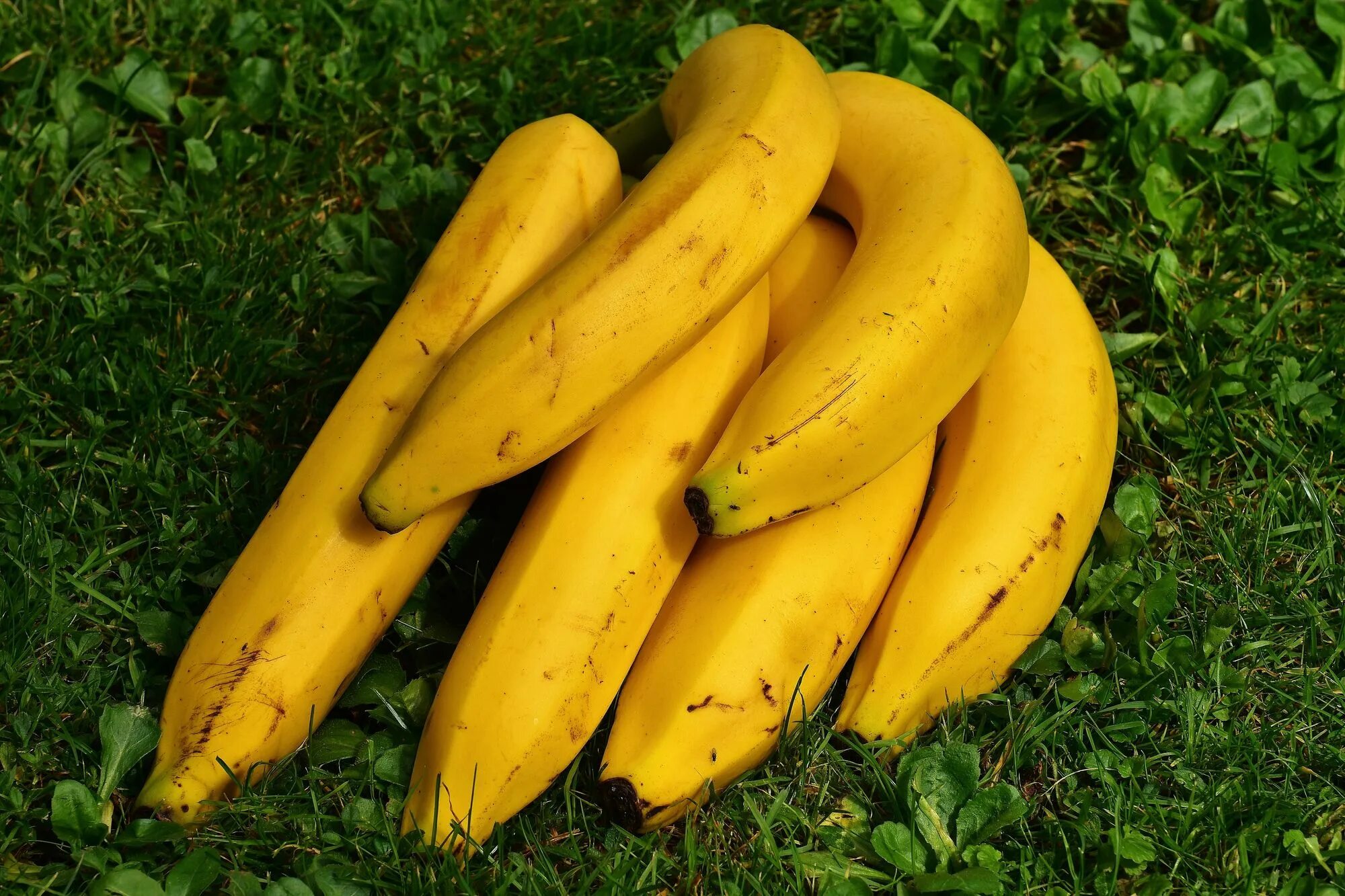 Видео где банан. Бананы Уругвай. Плантан овощной банан. Оранжевый банан. Связка бананов.