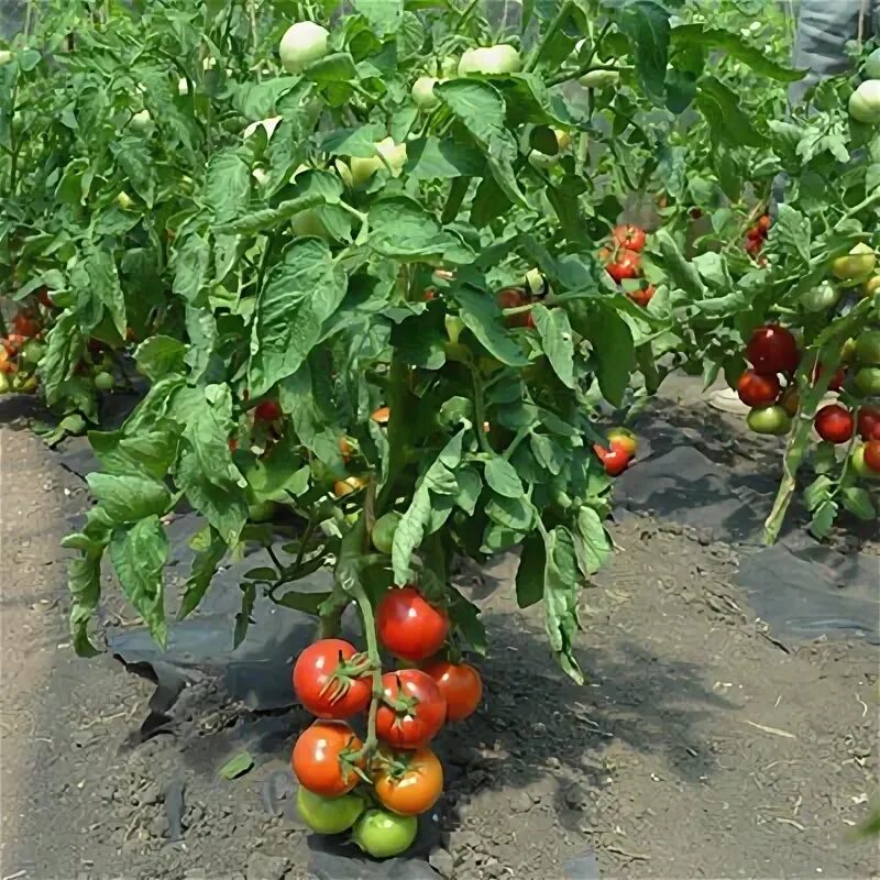 АГРОСТИЛЬ Томат купить по выгодным ценам в интернет-магазине OZON (1360822012)
