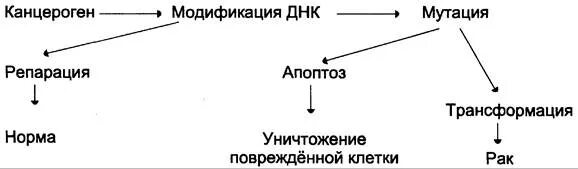 Механизм действия канцерогенов. Химические канцерогены схема. Механизм химического канцерогенеза. Механизмы канцерогенного действия.