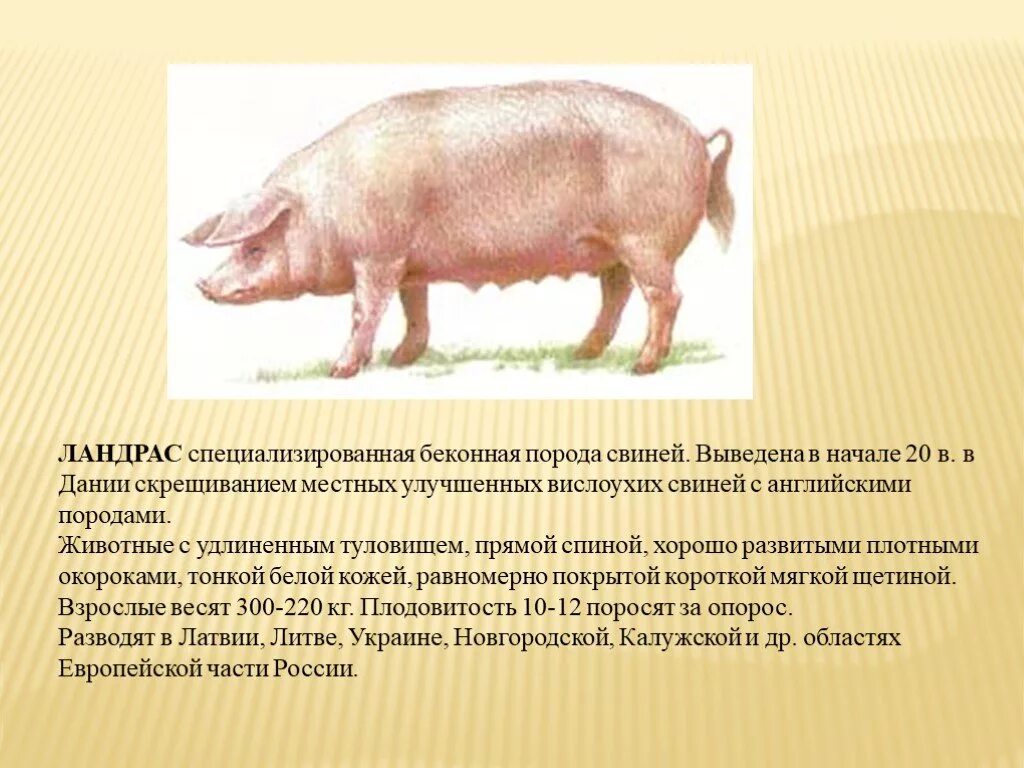Ландрас порода свиней поросята. Беконная порода свиней ландрас. Порода свиней Грин. Американская беконная порода свиней.