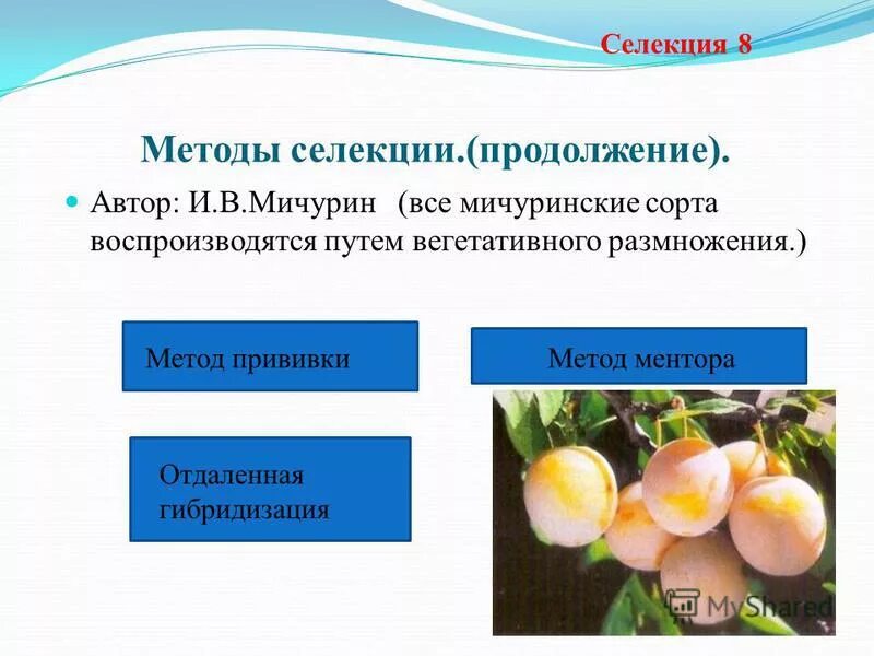 Селекция - презентация онлайн