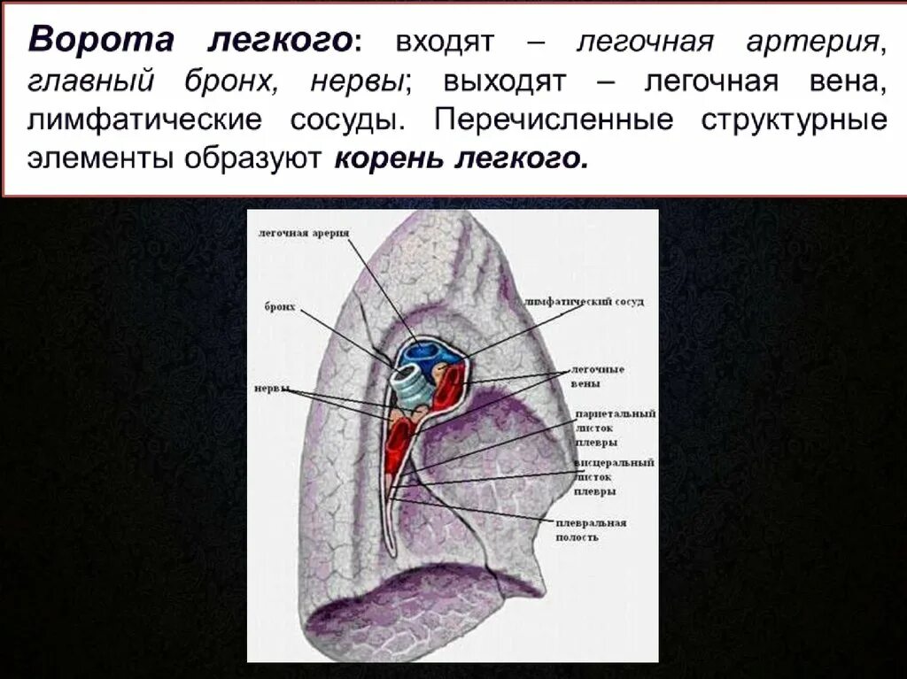 Легкое анатомическое образование