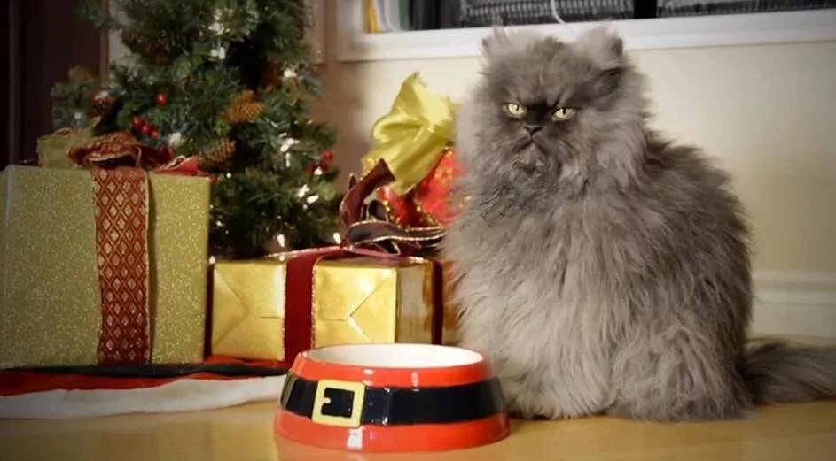 Мяу лет. Злой кот новый год. Злой кот под елкой. Толстый кот под елкой. Жирный новогодний кот.