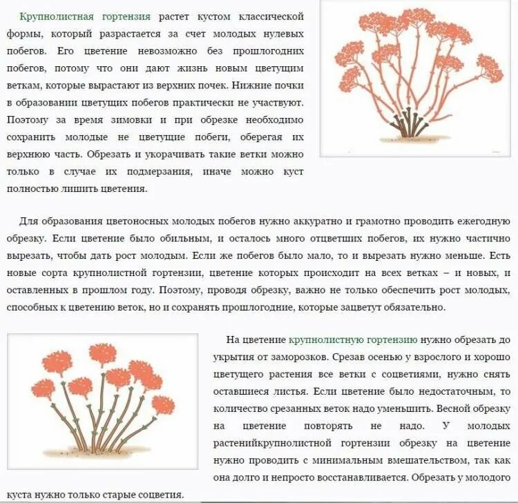 Надо ли обрезать гортензию весной. Обрезка метельчатой гортензии весной. Обрезка метельчатой гортензии осенью. Обрезка крупнолистной гортензии весной. Обрезка древовидной гортензии весной.