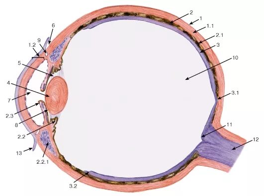 Строение глаза гистология. Функциональные аппараты глазного яблока гистология таблица. Глазное яблоко гистология. Сосудистая оболочка гистология строение. Строение глазного яблока гистология.