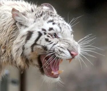 Tiger 19