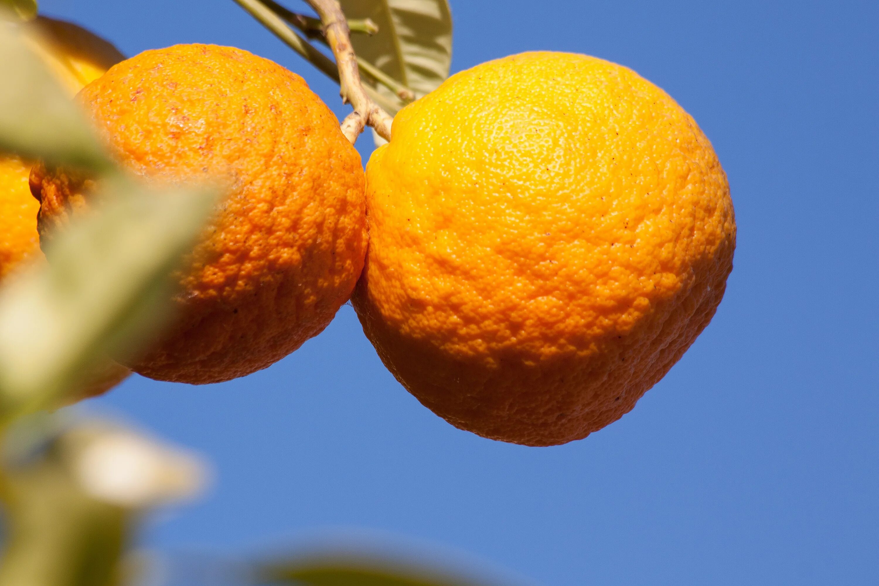 Two oranges. Апельсин (Citrus sinensis). 2. Апельсин Citrus sinensis. Citrus sinensis макро. Апельсиновое дерево.