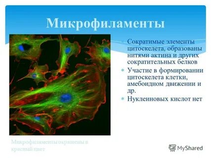 Микрофиламенты это