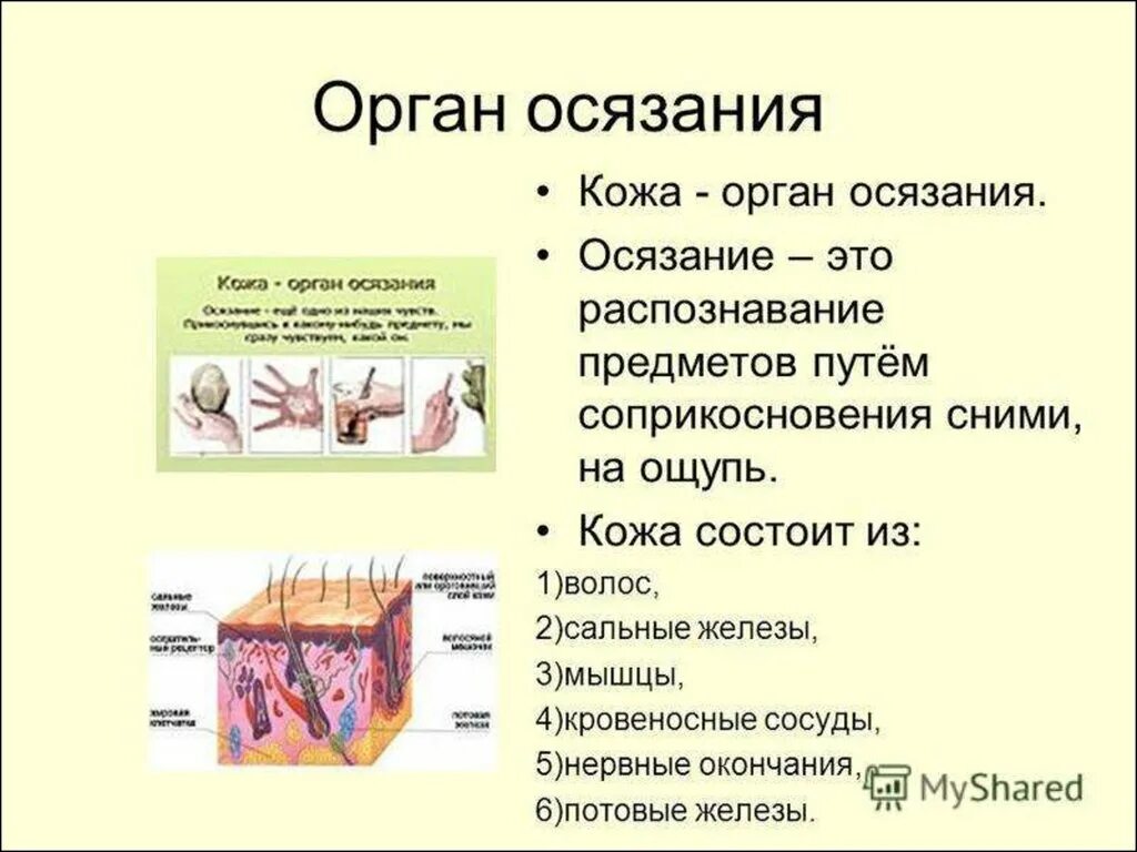 Тема кожа 8 класс биология с ответами. Органы осязания у человека строение и функции. Органы осязания кожа строение и функции. Орган осязания кожа строение анатомия. Схема строения органа осязания кожа.