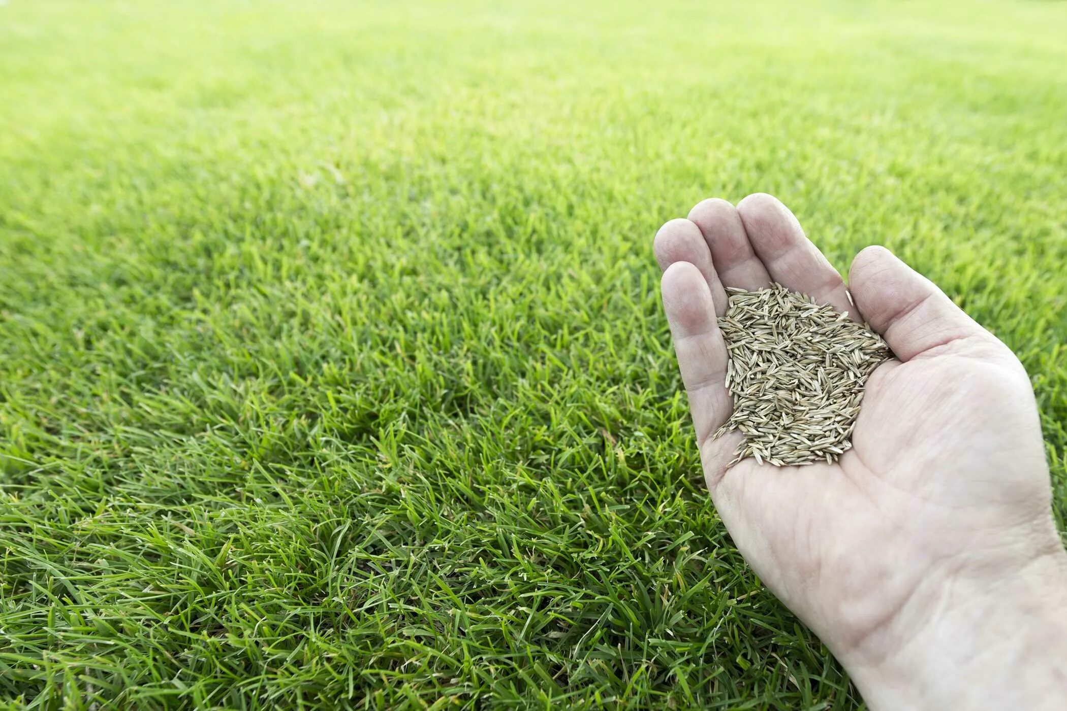 Семена газонных трав Lawn grass Seeds. Семена газонной травы, травосмесь «универсальная». Травяной сеяный газон. Засеять газон травой.