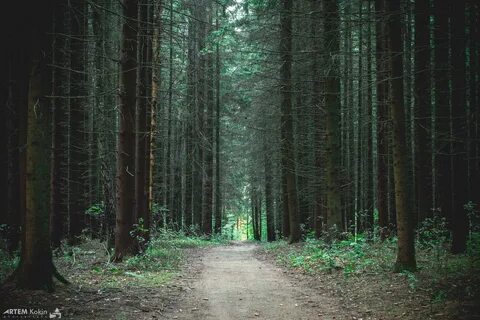 Заснет далекий лес