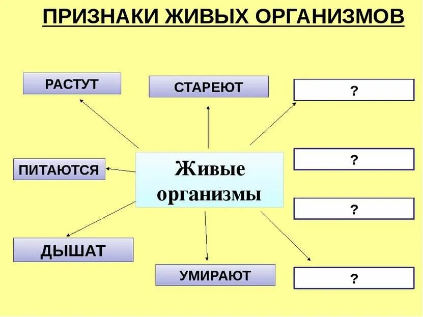 Назови признаки живых организмов. Признаки живых организмов. 10 признаков живого организма. Живые существа дышат. Основные признаки живых существ.