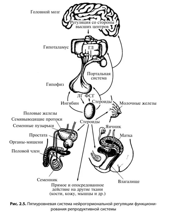 Мужской половой цикл. Схема регуляции репродуктивной функции женщины. Уровни регуляции женской репродуктивной системы. Нейрогуморальная регуляция женской репродуктивной системы. Схема регуляции репродуктивной системы.