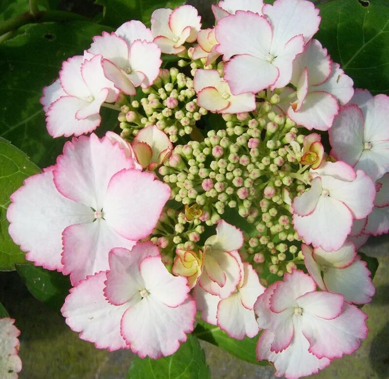 Купить Гортензия крупнолистная Ю энд Ми Тугезе Hydrangea macrophylla You & Me To