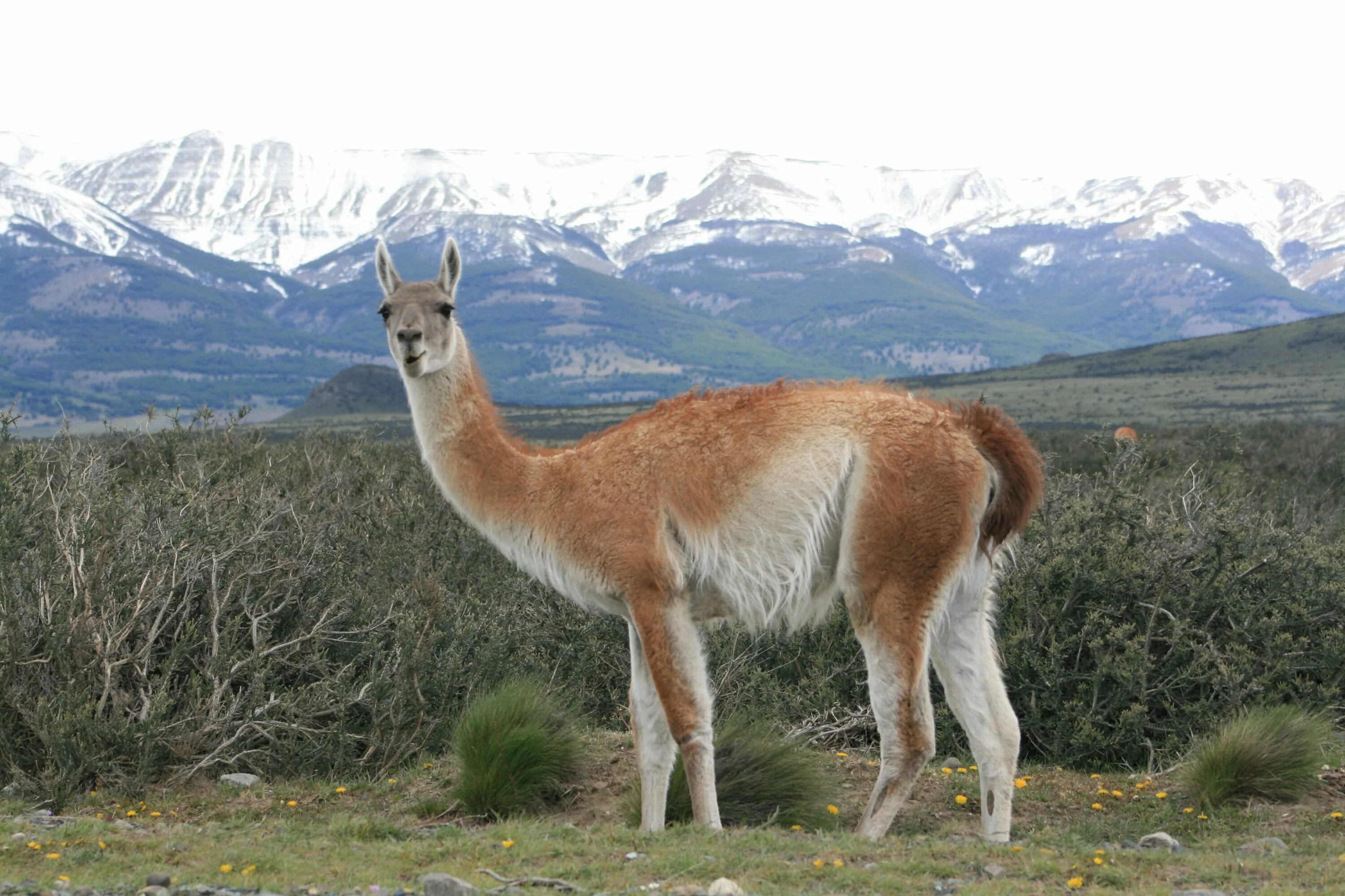 Какие животные встречаются в америке. Гуанако в Южной Америке. Лама альпака гуанако Викунья. Дикая лама гуанако. Огненная земля гуанако.