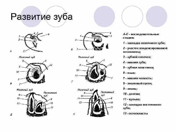 Развитие зуба гистология схема. Этапы развития молочных зубов гистология. Зубная пластинка развитие зуба. Развитие зуба гистология схема зубная пластинка. Развитие зубов у человека