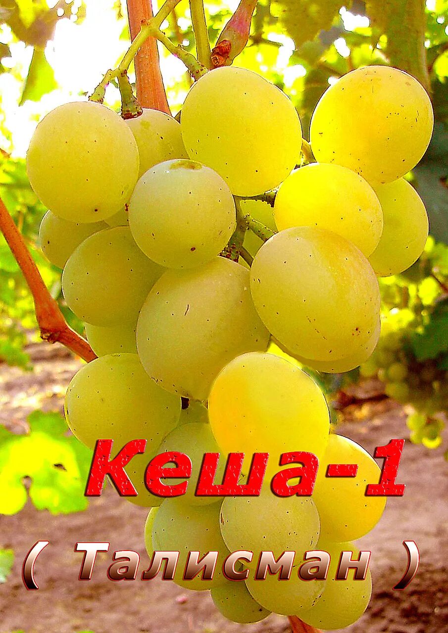 Виноград сорт 1. Виноград талисман кеша 1. сорт винограда кеша. виноград сорта кеша талисман.