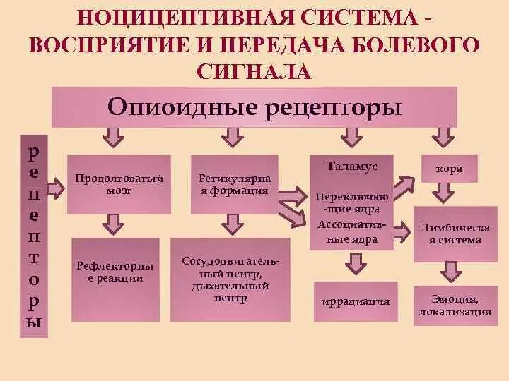 Характеристика участника сво. Классификация ноцицепторов. Опиоидные рецепторы. Ноцицептивные реакции. Болевая ( Ноцицептивная ) система организма.