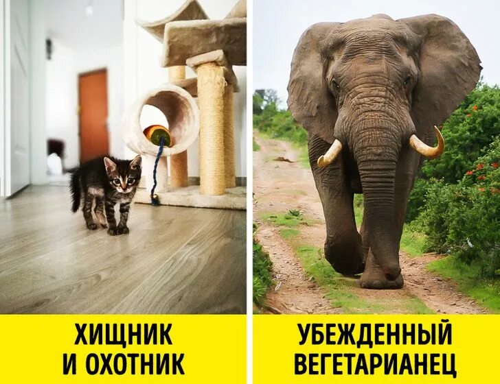 Хищные и травоядные животные картинки. Травоядные против. Травоядные животные для дошкольников. Травоядные млекопитающие животные. Травоядные животные список животных.