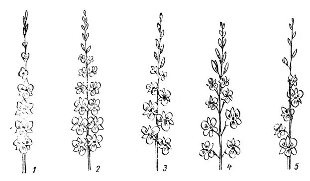 Название соцветия гладиолуса. Соцветие извилина. Гладиолус строение цветка. Соцветие колос. Какой тип соцветия у гладиолуса.