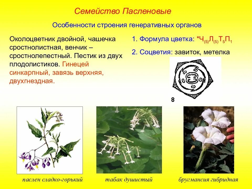 Пасленовые гинецей. Гинецей цветка пасленовых. Двудольные Пасленовые. Семейства покрытосеменных Пасленовые. Покрытосеменные пасленовые двудольные паслен черный паслен