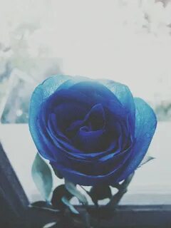 Авы голубого цвета