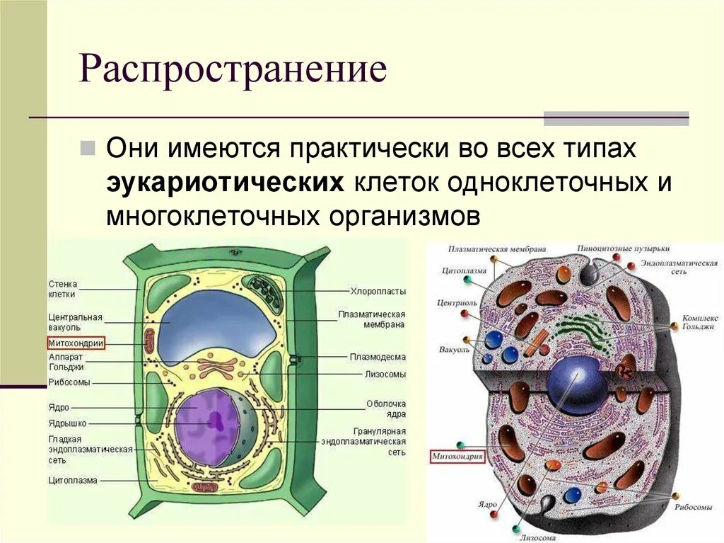 Клетка животных - типичная эукариотическая клетка. Клетки эукариот многоклеточные. Строение клетки эукариот. Клетка одноклеточного организма эукариот.