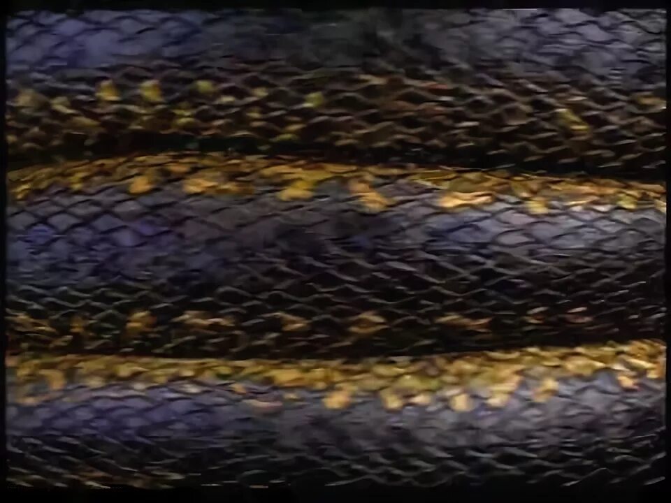 Мадонна анаконда. Анаконда трейлер 1997. Анаконда обложка. Синяя Анаконда абстракция.
