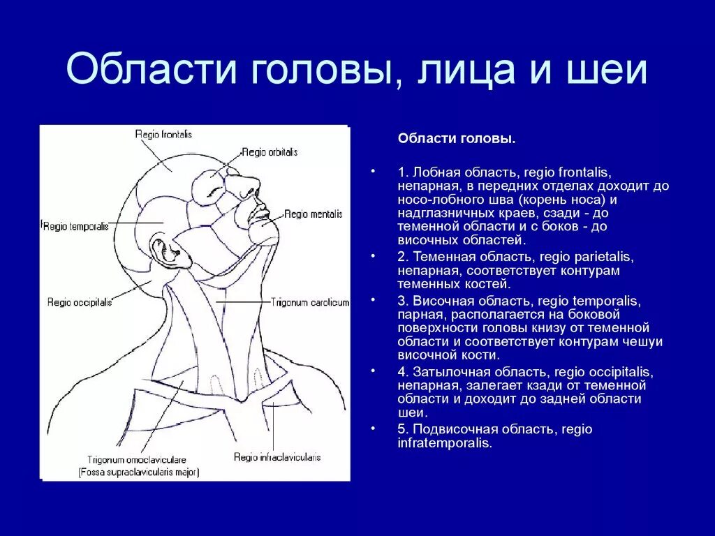 Затылок область. Топография области головы и шеи. Анатомические области головы человека. Топографические области головы. Границы области головы.