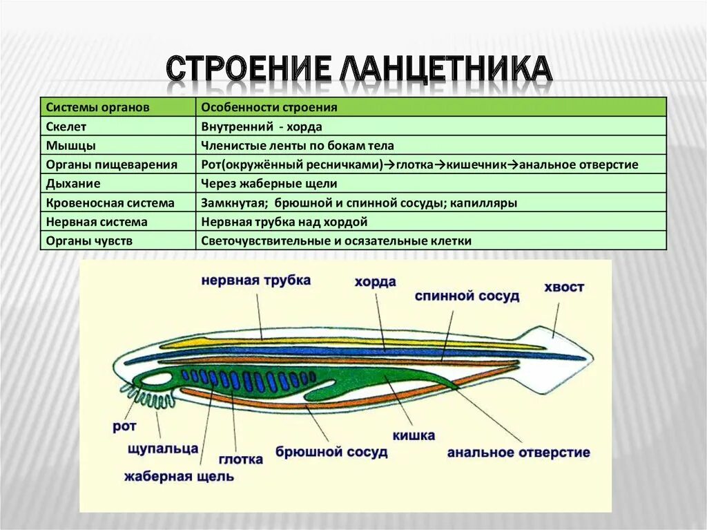 Органы чувств ланцетника. Внутреннее строение хордовых 7 класс. Тип Хордовые Бесчерепные строение. Схема внутреннего строения ланцетника рис 108. Строение внутреннего строения ланцетника.