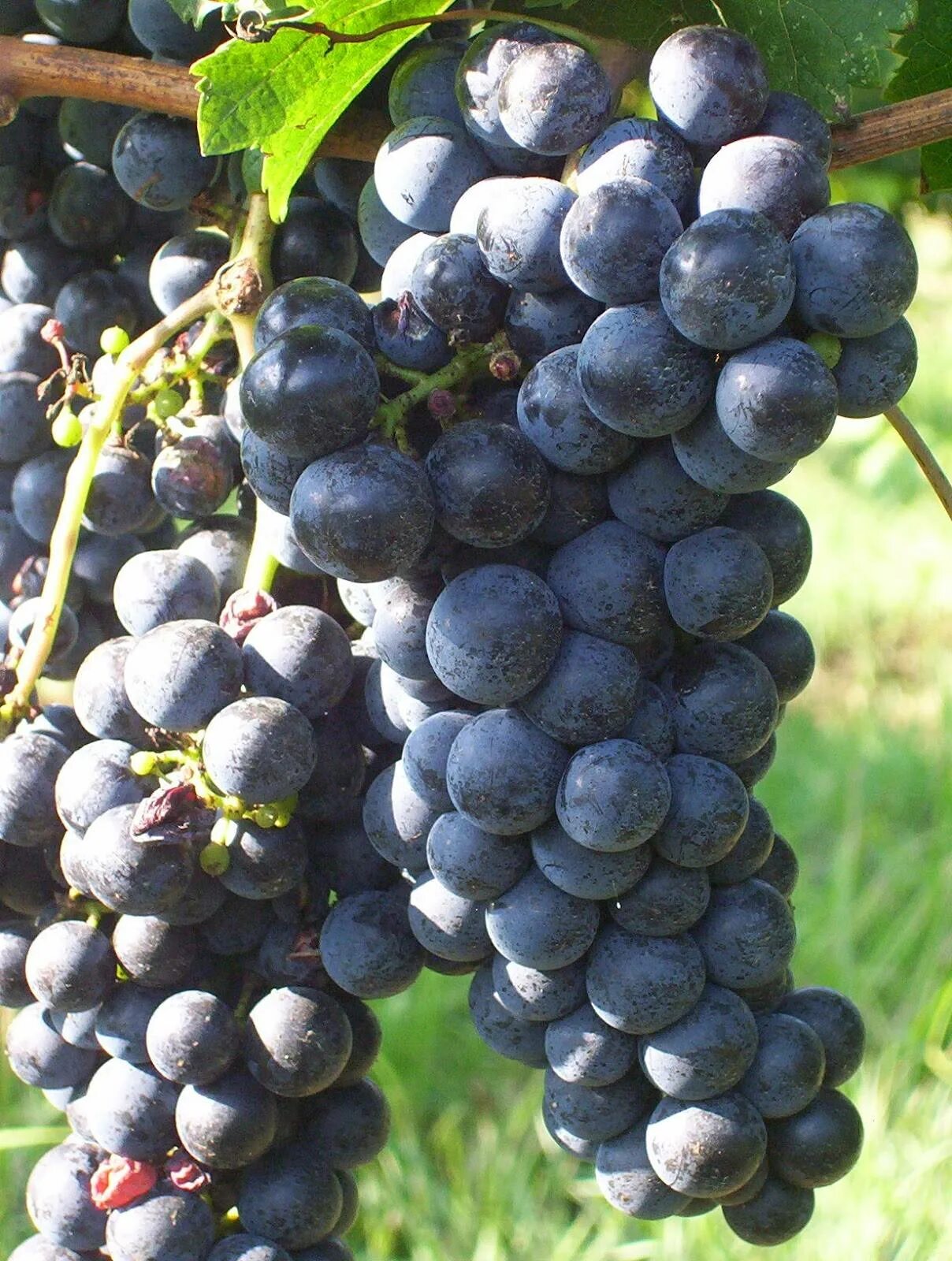 Мерло сорт винограда. Каберне Мерло виноград. Сорт винограда Мерло Совиньон. Merlot сорт винограда. Мерло вино сорт винограда