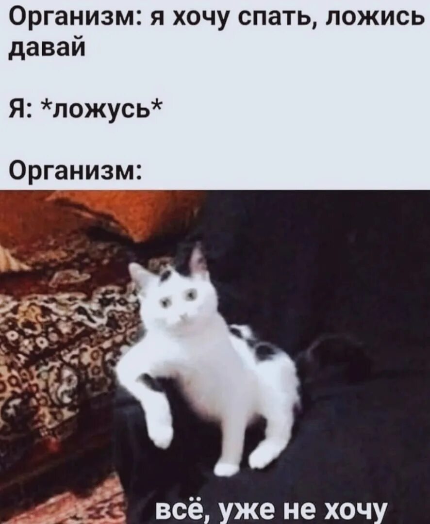 Раньше был кот. А уже все а надо было раньше. а уже все все все все. а всё уже надо было раньше кот. а всё уже надо было раньше мем с котом.