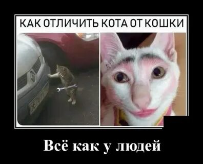 Как распознать кота