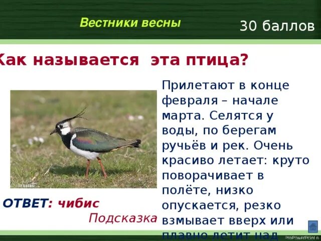 Чибис птица описание. Чибис описание. Чибис где обитает. Чибис Перелетная птица.