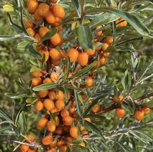 Облепиха сорт чечек. Облепиха hippophae rhamnoides. облепиха московская красавица. облепиха чечек дерево.