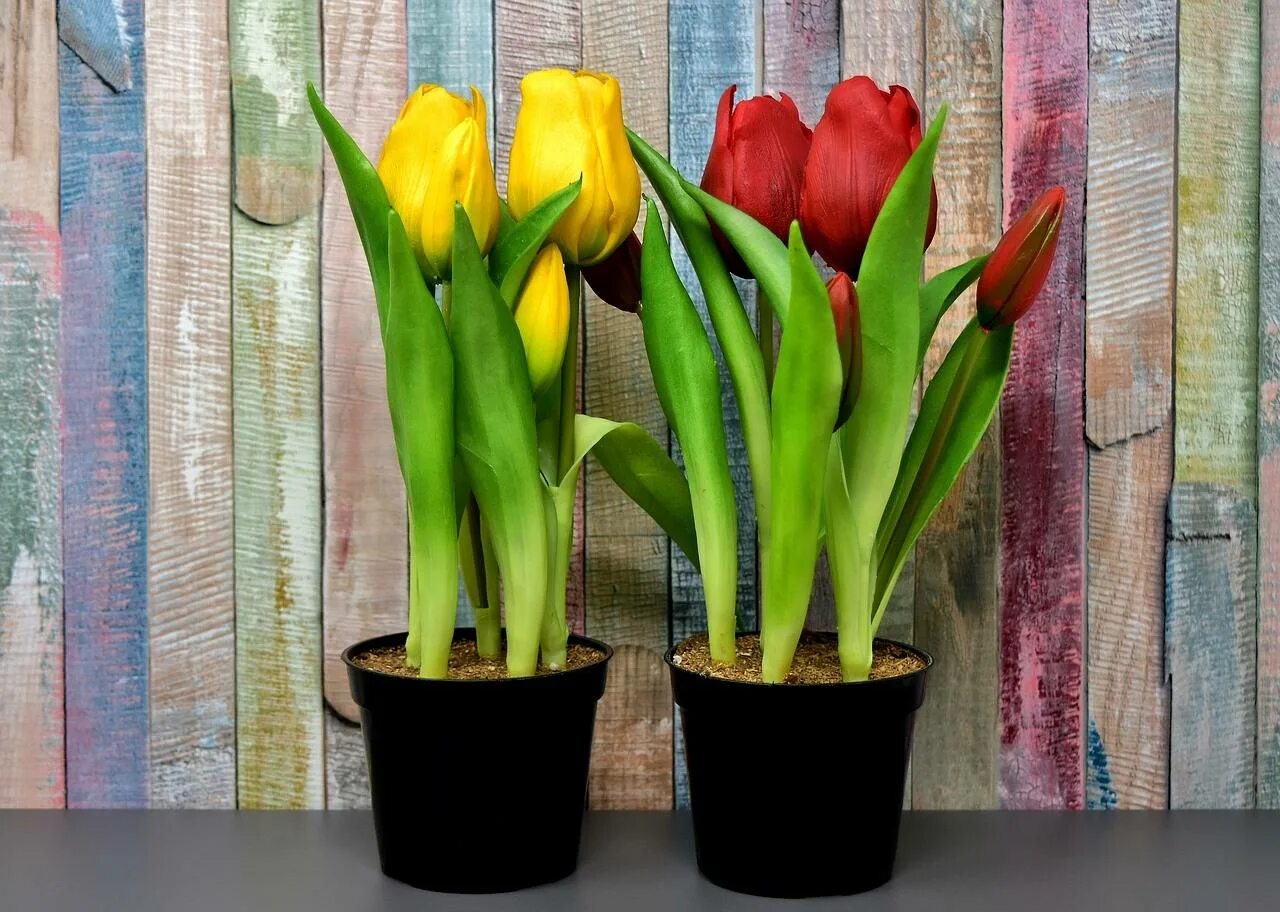 Сколько растут тюльпаны из луковиц в домашних. Выгонка тюльпанов. Луковичные растения тюльпаны. Тюльпаны микс в горшке d12.