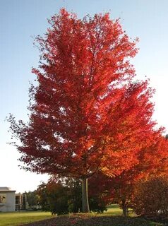 Silver tree
