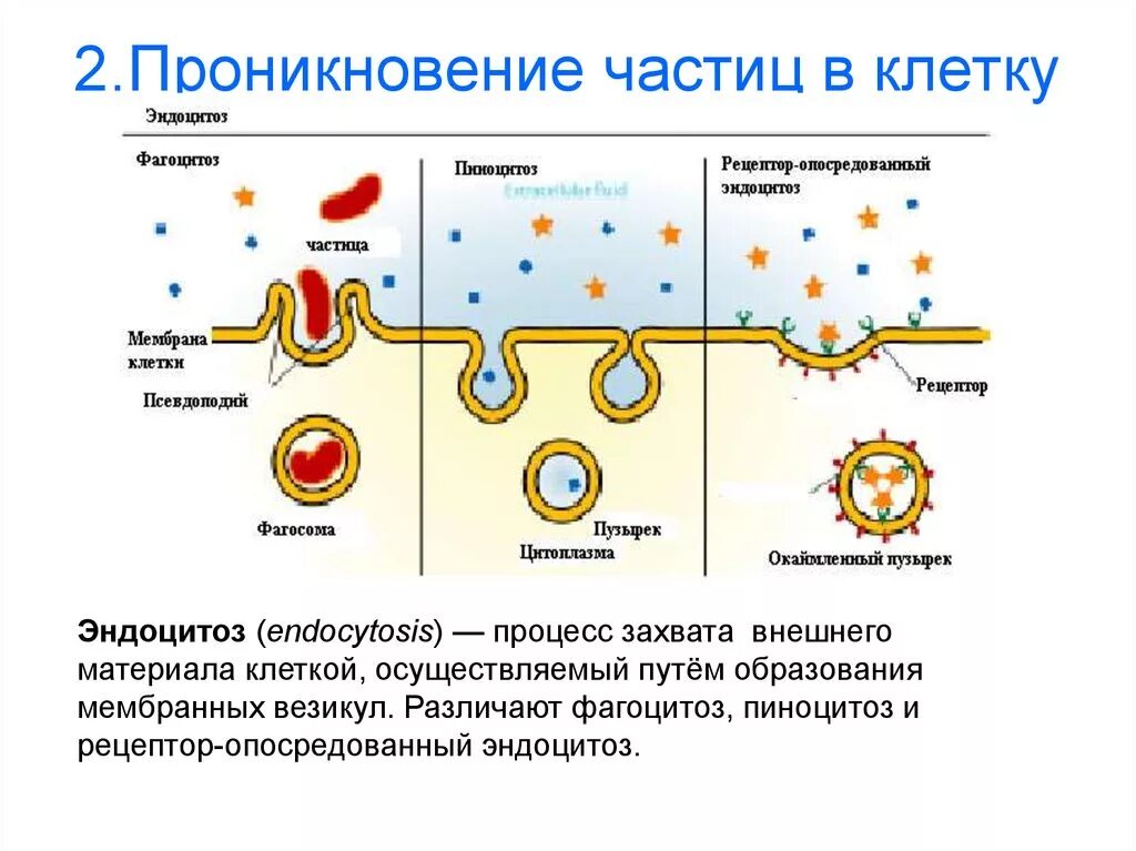 Эндоцитоз фагоцитоз пиноцитоз. Проникновение крупных твердых частиц через мембрану клетки. Эндоцитоз клетки. Процесс фагоцитоза и пиноцитоза.