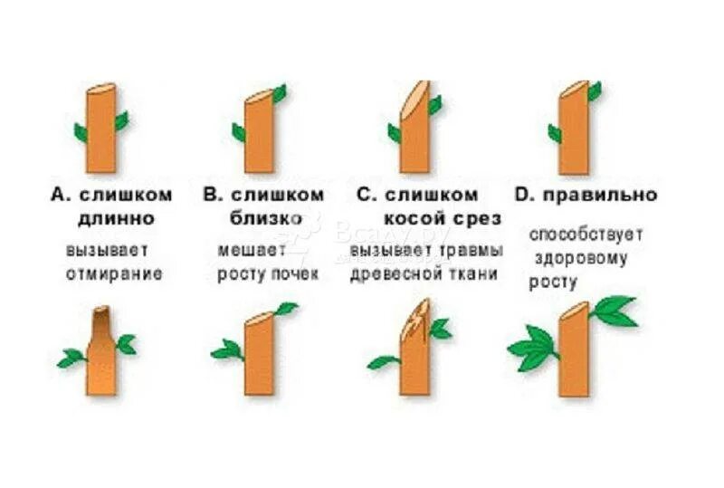 Обрезать бутоны роз. Как обрезать розу после цветения летом правильно. Правильная обрезка роз после цветения. Как обрезать розы летом после цветения правильно отцветшие. Схема обрезки отцветших роз.