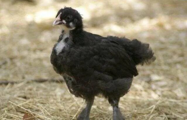 Куры 2 месяца. Цыплята Маран. Цыплята Маран черно медный. Цыплята черный Маран. Маран цыплята 1 мес.