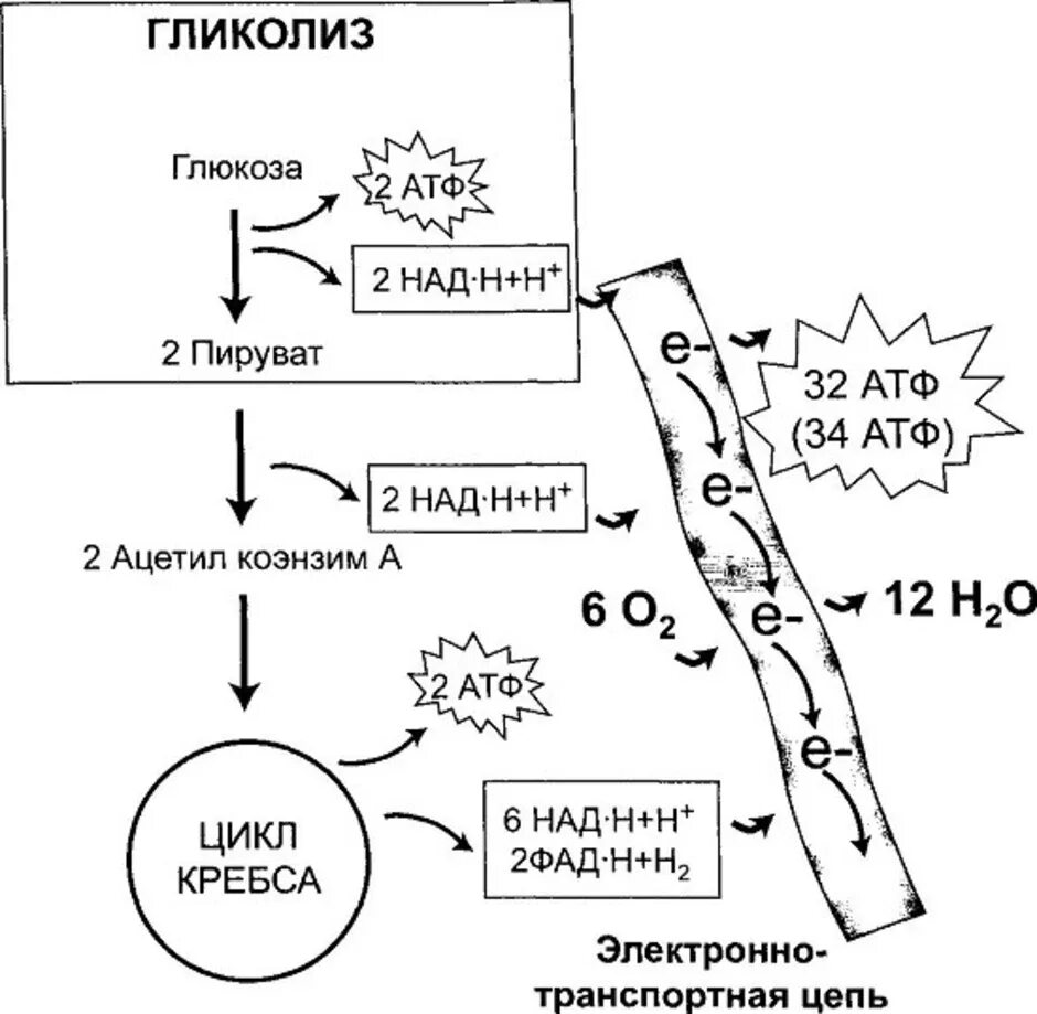 Цикл кребса в митохондриях. Схема клеточного дыхания цикл Кребса. Этапы энергетического обмена цикл Кребса. Гликолиз и цикл Кребса. Цикл Кребса схема с АТФ.